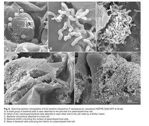 Pseudomonas savastanoi Virulence of Pseudomonas savastanoi MicrobeWiki