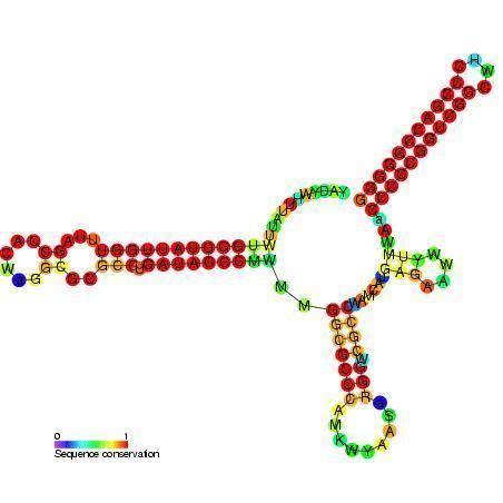 Pseudomonas sRNA P15