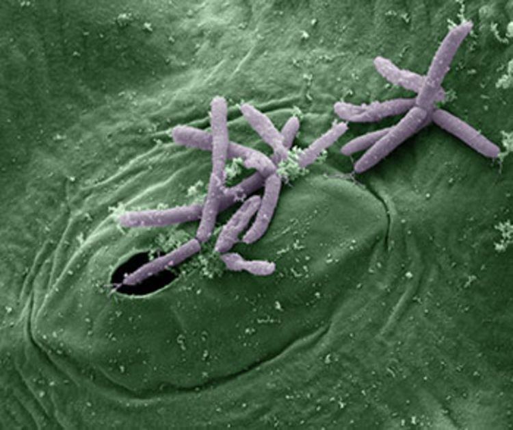 Pseudomonas syringae How Bacteria Create Their Own Ice Popular Science