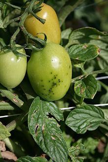 Pseudomonas tomato httpsuploadwikimediaorgwikipediacommonsthu