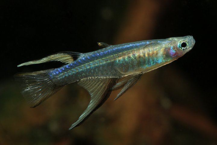 Pseudomugil Pseudomugil cyanodorsalis Neon Blueeye Seriously Fish