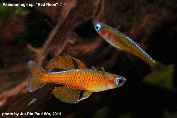 Pseudomugil paskai Pseudomugil Paskai aka 39Red Neon39 Blue Eye Rainbowfish Paska39s