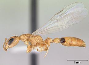 Pseudomyrmecinae httpsuploadwikimediaorgwikipediacommonsthu