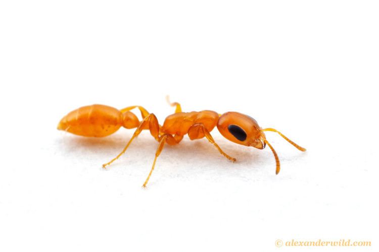 Pseudomyrmex Alex Wild Photography Photo Keywords slender twig ant