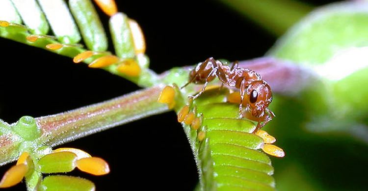 Pseudomyrmex ferruginea Ant Bodyguards Get Exclusive Contract from Trees Phenomena