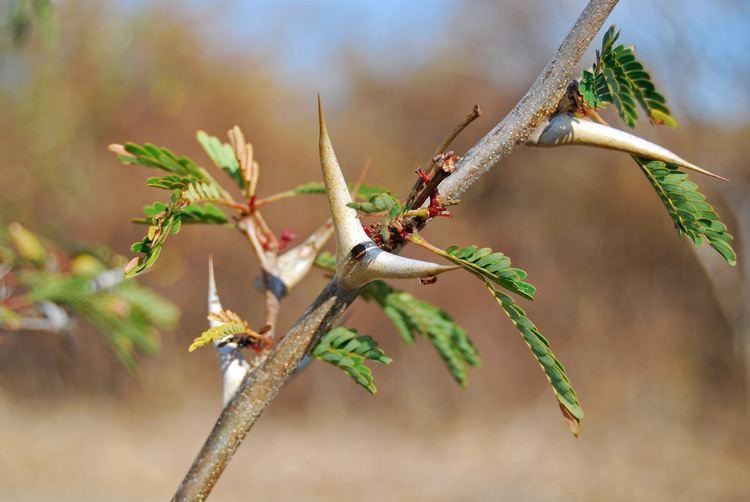 Pseudomyrmex ferruginea Bullhorn acacia Fabaceae Acacia cornigera and acacia an Flickr