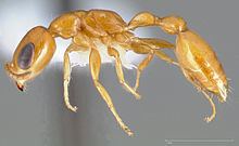 Pseudomyrmex pallidus httpsuploadwikimediaorgwikipediacommonsthu