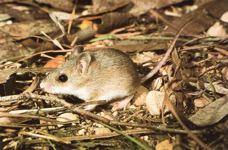 Pseudomys Little native mouse Wikipedia