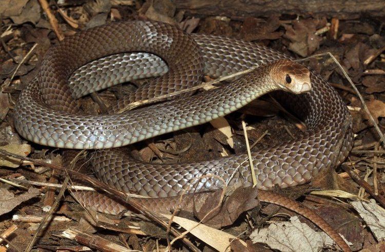 Pseudonaja CalPhotos Pseudonaja textilis Eastern Brown Snake