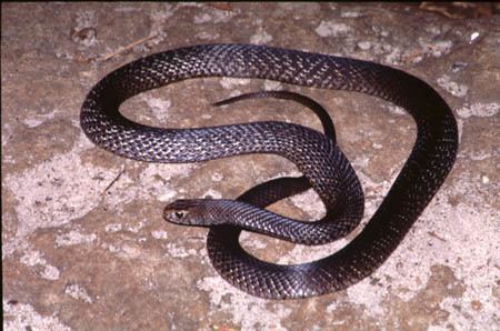 Pseudonaja Brown Snakes Pseudonaja spp photos