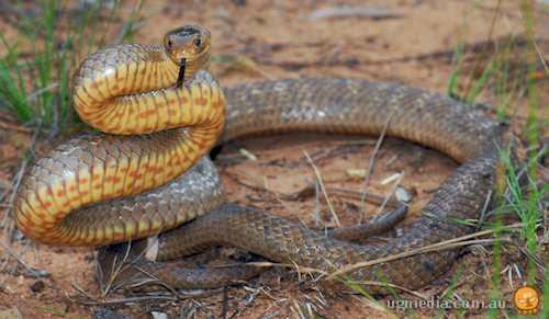 Pseudonaja Eastern brown snake Pseudonaja textilis at the Australian Reptile