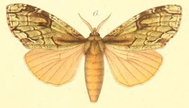 Pseudonotodonta