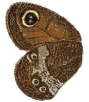 Pseudonympha magus