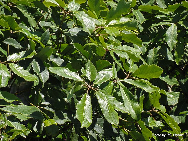 Pseudopanax arboreus TERRAIN Taranaki Educational Resource Research Analysis