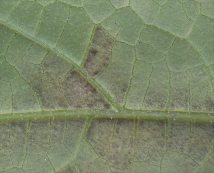 Pseudoperonospora cubensis FileKomkommer valse meeldauw Pseudoperonospora cubensis on