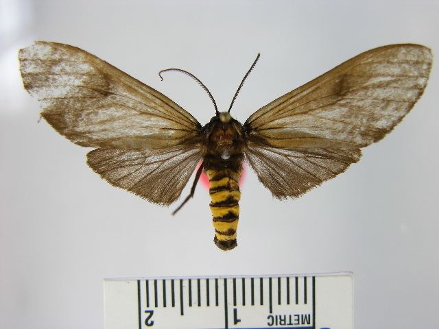 Pseudopharus amata