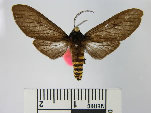 Pseudopharus cornelia