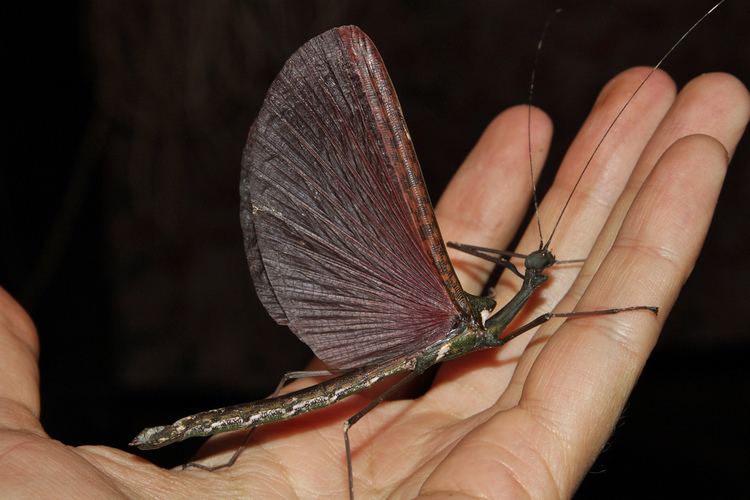 Pseudophasmatidae Korinnis sp female Phasmida Pseudophasmatidae Korinni Flickr