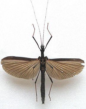 Pseudophasmatidae httpsuploadwikimediaorgwikipediacommonsthu
