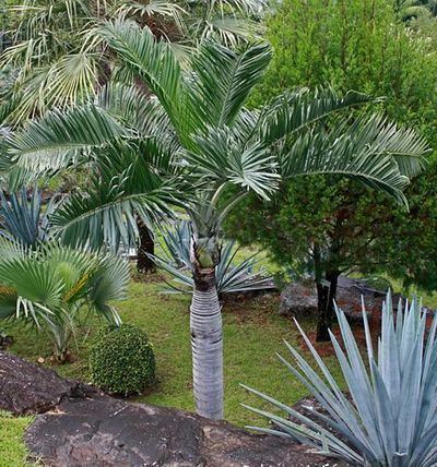 Pseudophoenix sargentii Pseudophoenix sargentii Palmpedia Palm Grower39s Guide