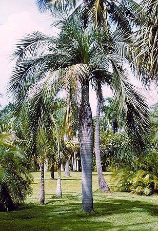 Pseudophoenix vinifera Pseudophoenix vinifera Palmpedia Palm Grower39s Guide
