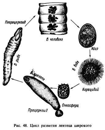 Pseudophyllidea worldgonesourruuploadsposts2014121417959230