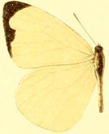 Pseudopieris nehemia httpsuploadwikimediaorgwikipediacommonsthu