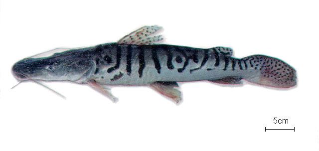 Pseudoplatystoma Fish Identification