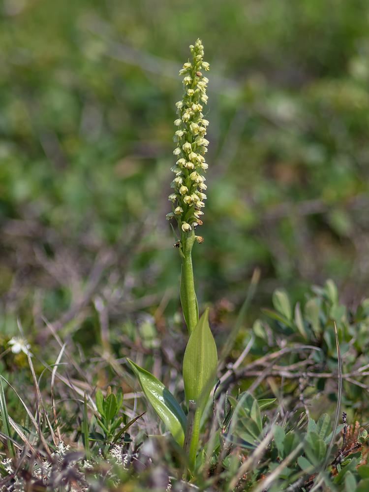Pseudorchis Pseudorchis albida Newfoundland Orchid Vanilla Scented Bog Orchid