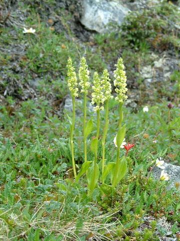 Pseudorchis White Mountain Orchid Pseudorchis albida Valkokmmekk Flickr