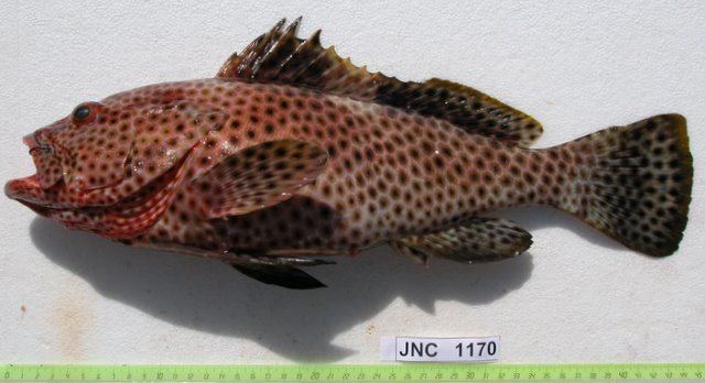 Pseudorhabdosynochus fuitoe