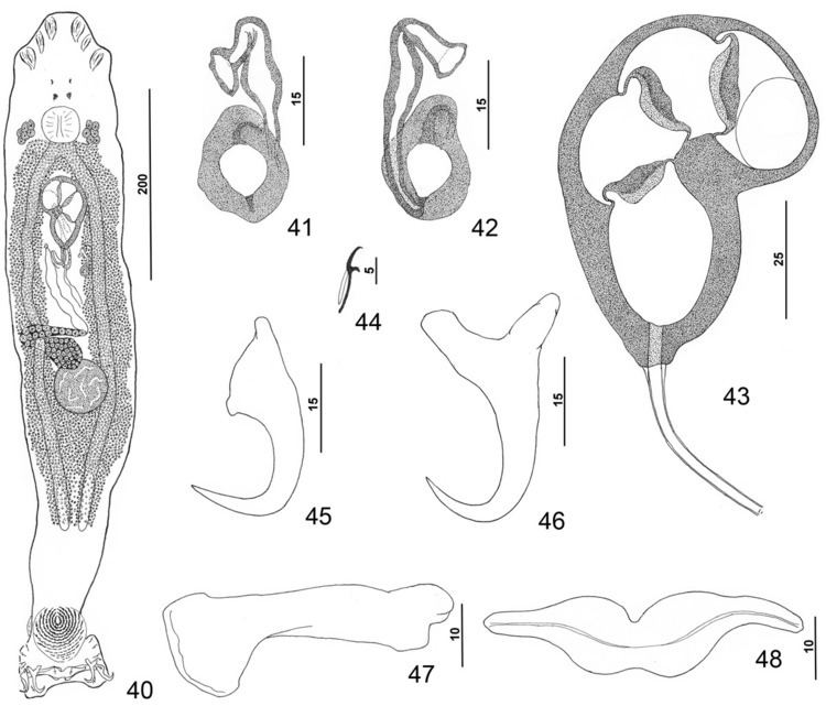 Pseudorhabdosynochus hyphessometochus