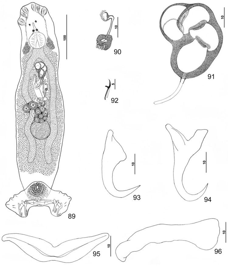 Pseudorhabdosynochus vascellum