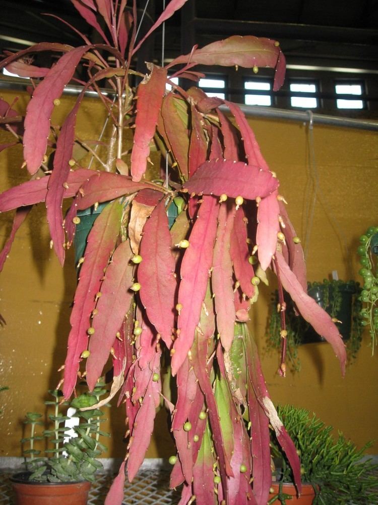 Pseudorhipsalis Online Plant Guide Pseudorhipsalis ramulosa 39Devil39s Tongue39 Red