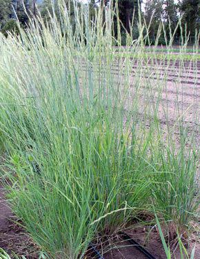 Pseudoroegneria spicata Pseudoroegnaria spicata Bluebunch Wheatgrass