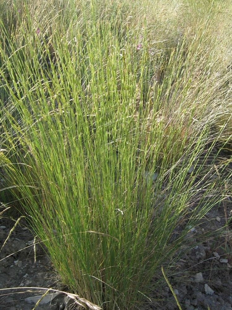 Pseudoroegneria spicata Stevenson Intermountain Seed Pseudoroegneria spicata ssp inermis