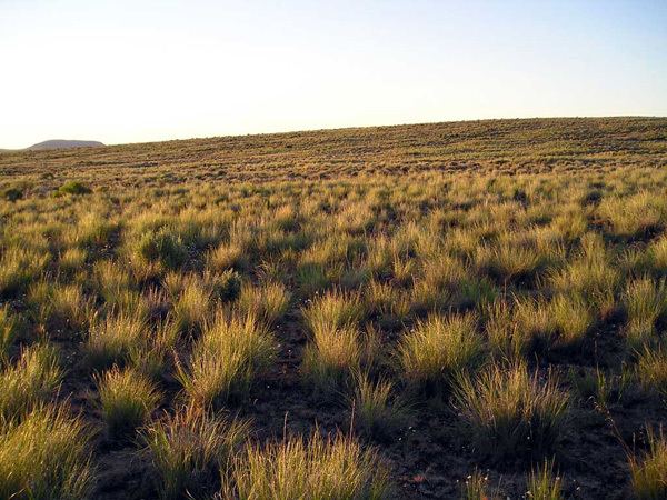 Pseudoroegneria spicata Species Pseudoroegneria spicata