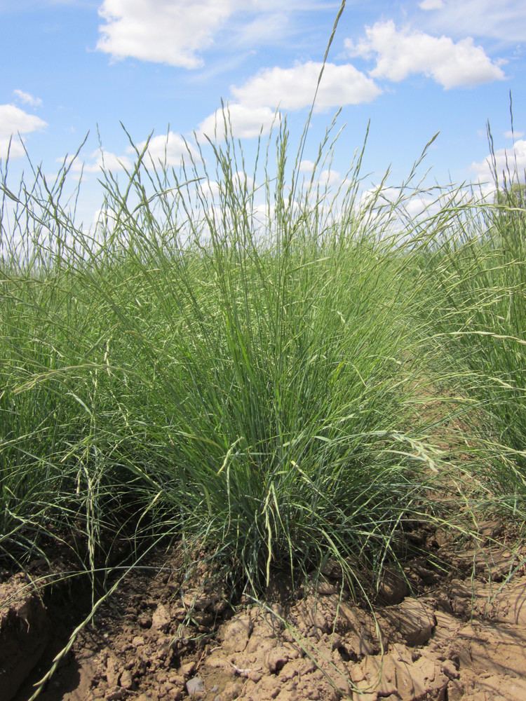 Pseudoroegneria spicata Pseudoroegneria spicata ssp spicata Bluebunch wheatgrass LampH