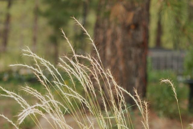 Pseudoroegneria spicata bluebunch wheatgrass Pseudoroegneria spicata Blackfoot Native Plants