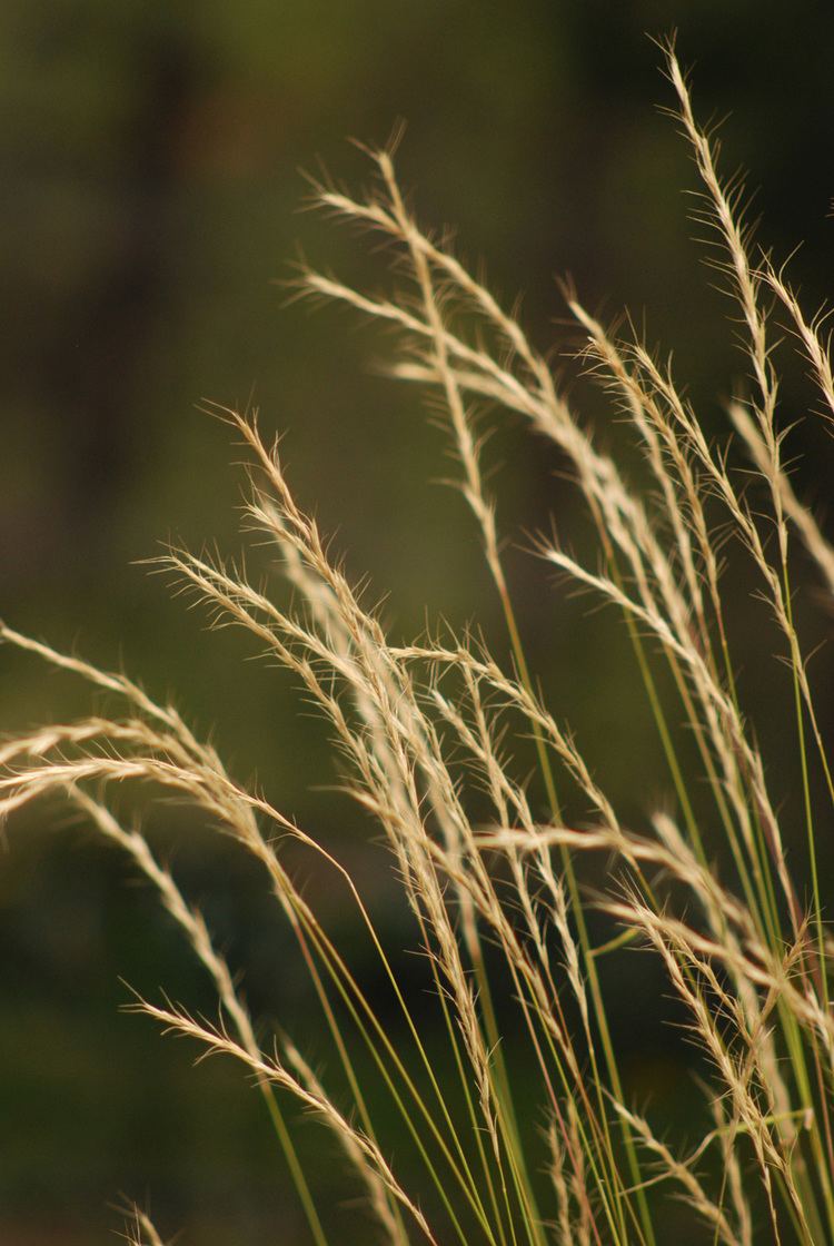 Pseudoroegneria spicata bluebunch wheatgrass Pseudoroegneria spicata Blackfoot Native Plants