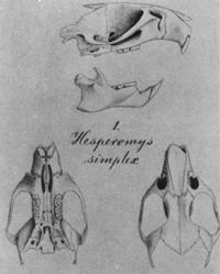Pseudoryzomys httpsuploadwikimediaorgwikipediacommonsthu