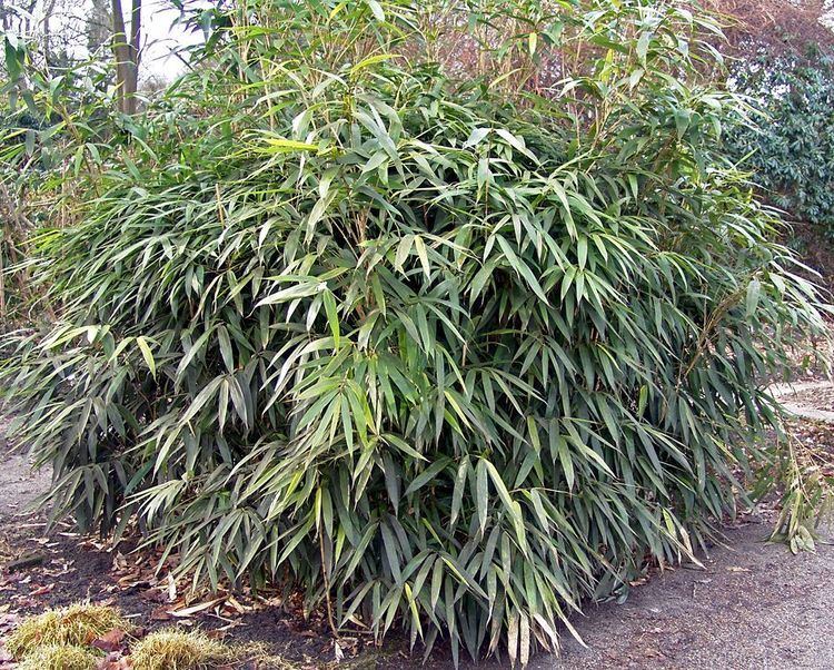 Pseudosasa japonica Pseudosasa japonica Hortipedia