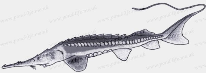 Pseudoscaphirhynchus Amu Darya Sturgeon Pseudoscaphirhynchus kaufmanni sturgeons