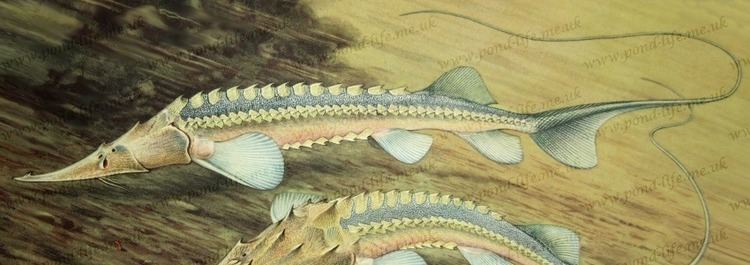 Pseudoscaphirhynchus Sturgeon Species List sturgeons Pond Life