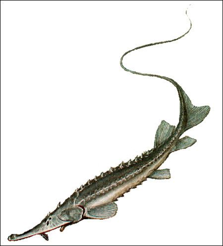 Pseudoscaphirhynchus Pseudoscaphirhynchus kaufmanni