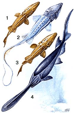 Pseudoscaphirhynchus APUSRU Pseudoscaphirhynchus