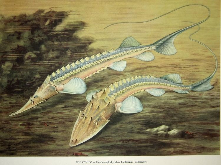 Pseudoscaphirhynchus NOAA Photo Library
