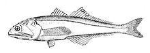 Pseudoscopelus httpsuploadwikimediaorgwikipediacommonsthu