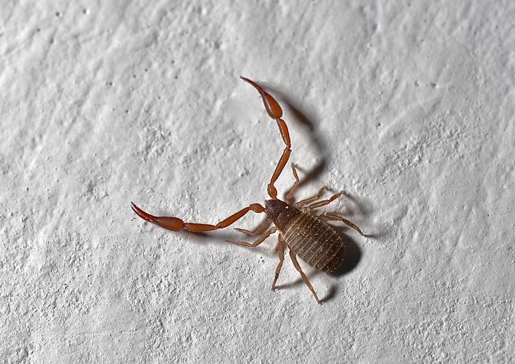 Pseudoscorpion House pseudoscorpion Chelifer cancroides in our kitchen Things