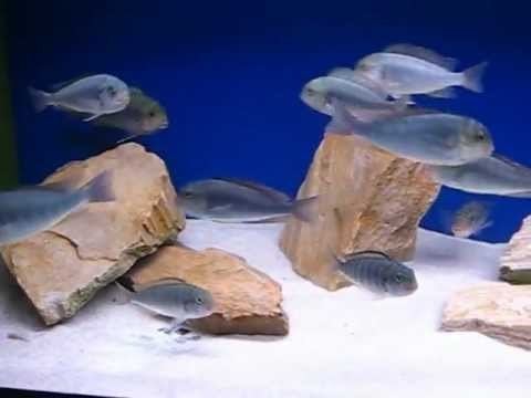 Pseudosimochromis curvifrons Pseudosimochromis curvifrons YouTube